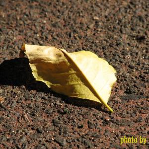 Random close-up of a leaf on the front path.