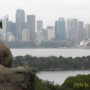 Mountain goats at Taronga Zoo, overlooking the Sydney Opera House.
