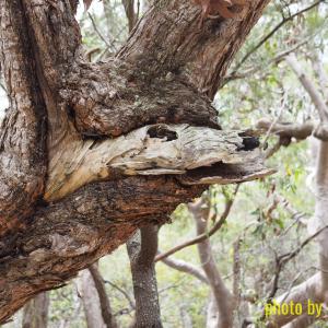 Tree branch shaped like an animal skull : Tomaree Head, Newcastle, NSW